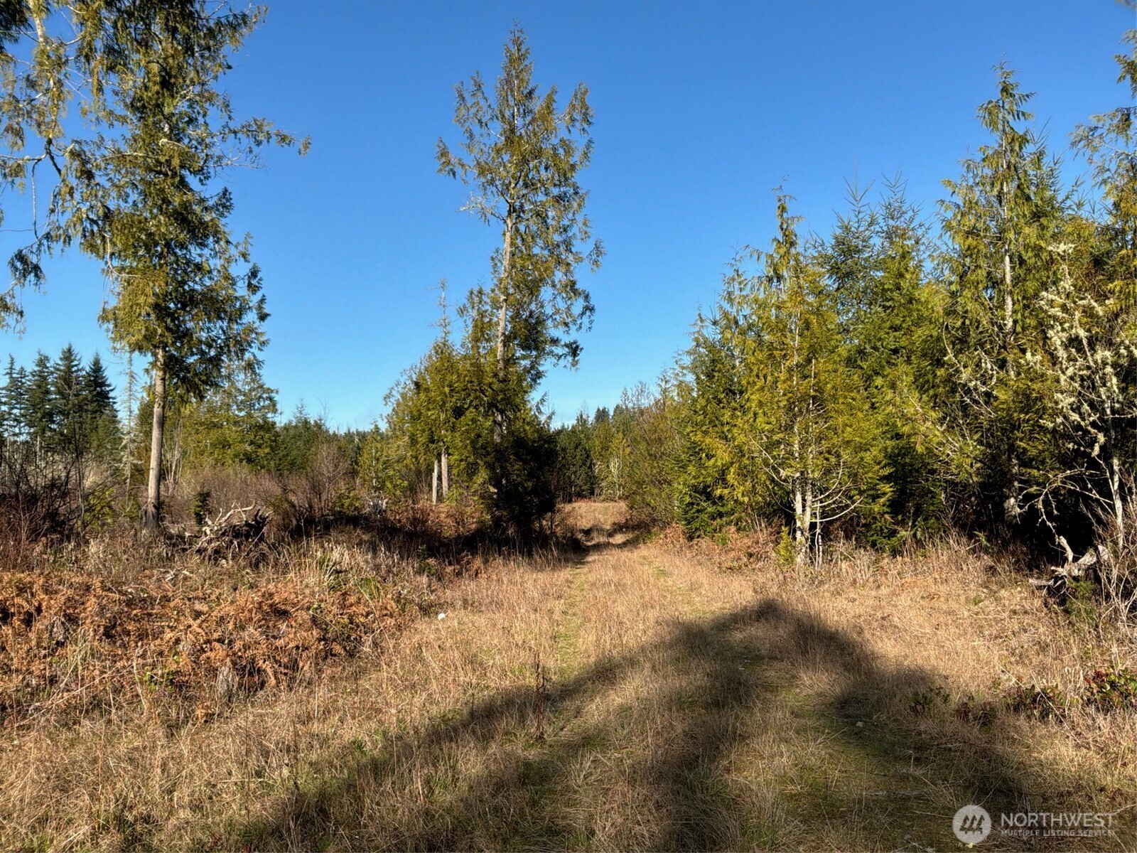 14-xx Spencer Road Toledo, WA 98591 - Photo 18 of 19 a view of a forest with trees in the background