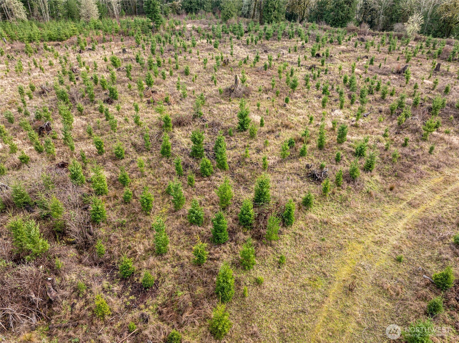 14-xx Spencer Road Toledo, WA 98591 - Photo 6 of 19 a view of a yard with a trees