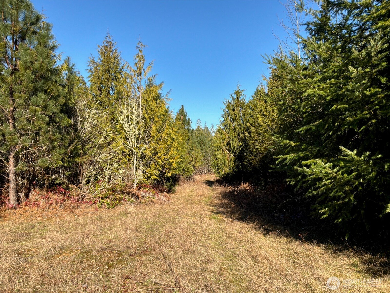 14-xx Spencer Road Toledo, WA 98591 - Photo 7 of 19 a view of a yard with plants and trees