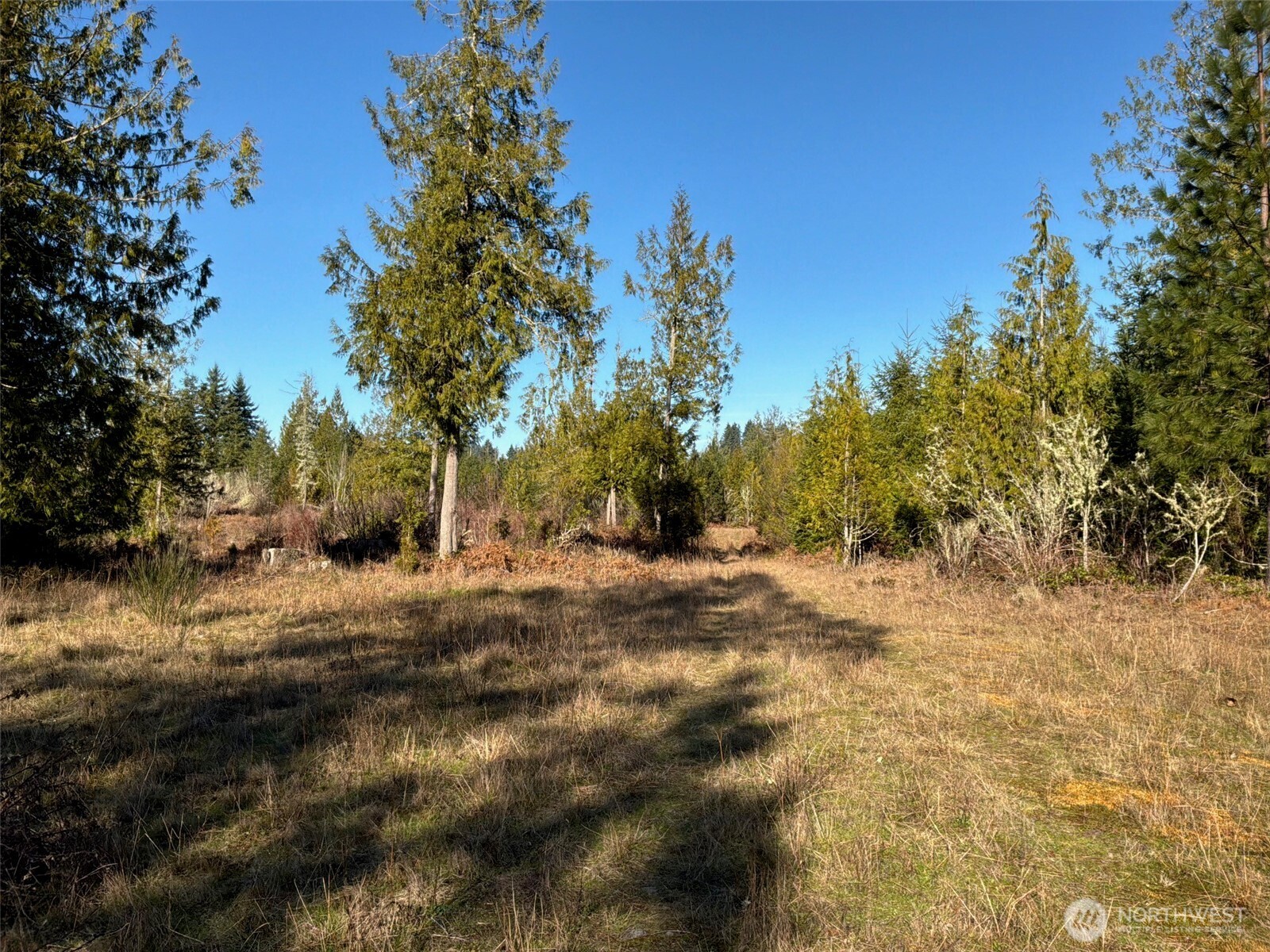 14-xx Spencer Road Toledo, WA 98591 - Photo 8 of 19 a view of outdoor space with trees