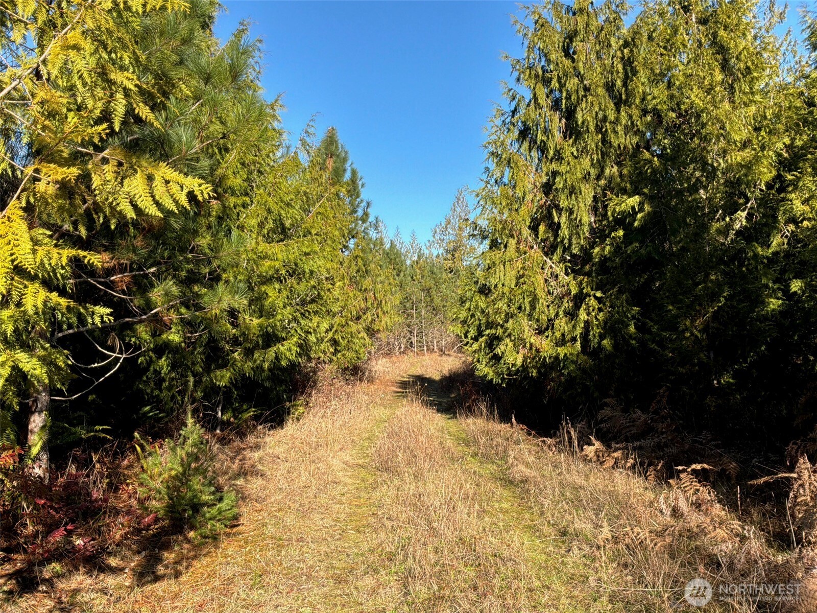 14-xx Spencer Road Toledo, WA 98591 - Photo 10 of 19 a view of a yard with plants and trees