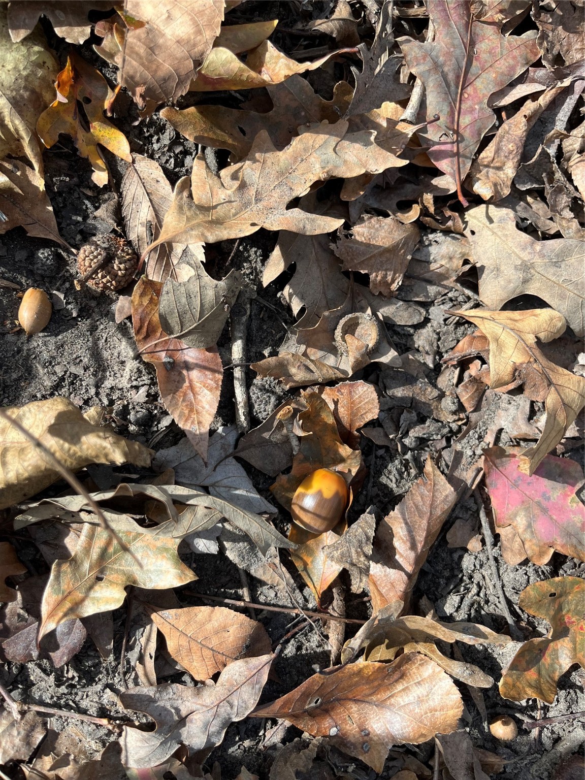 Tbd Tbd Sh-155 Winona, TX 75792 - Photo 4 of 42 a view of a tree