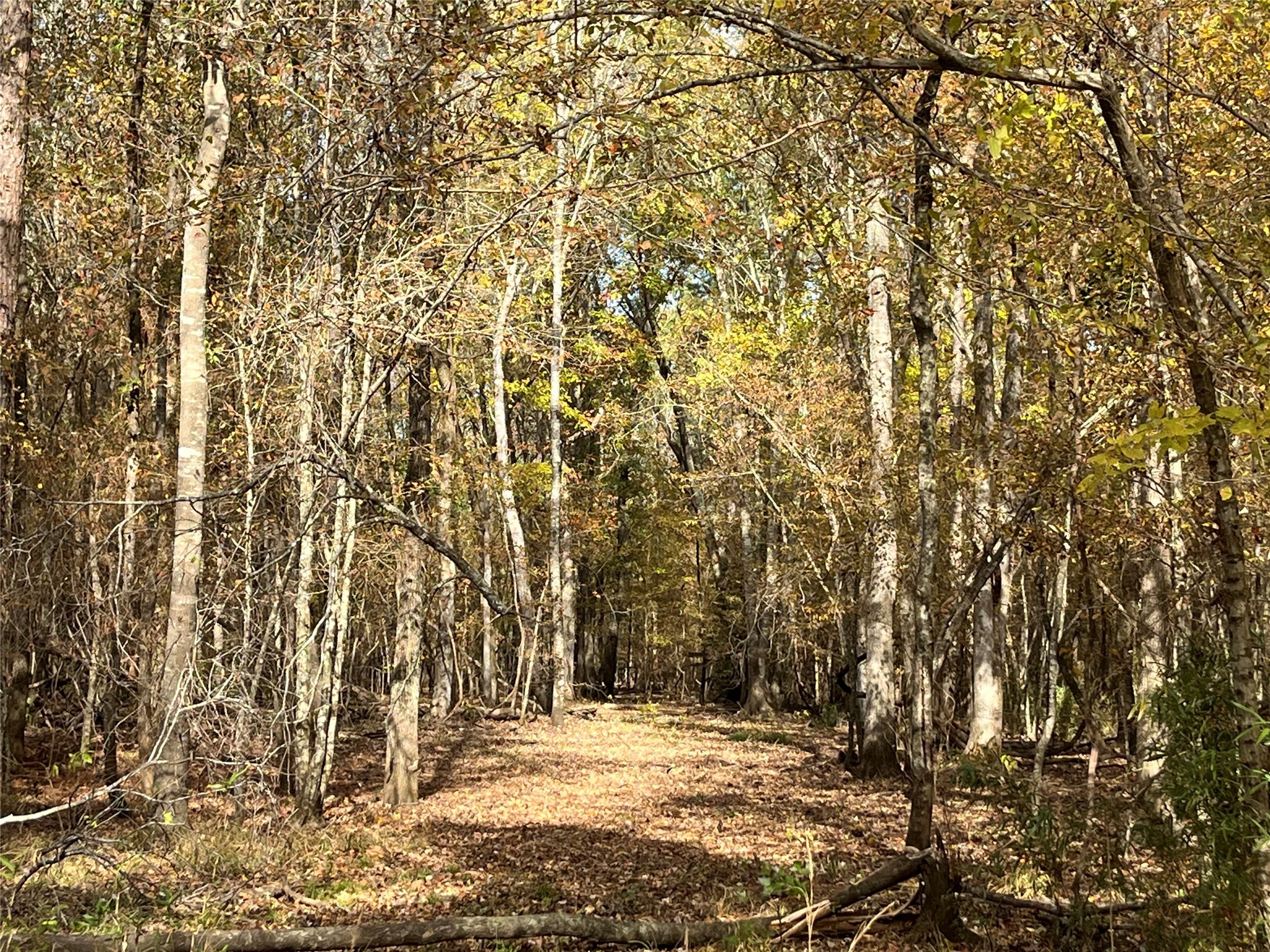 Tbd Tbd Sh-155 Winona, TX 75792 - Photo 5 of 42 a view of a yard with a tree