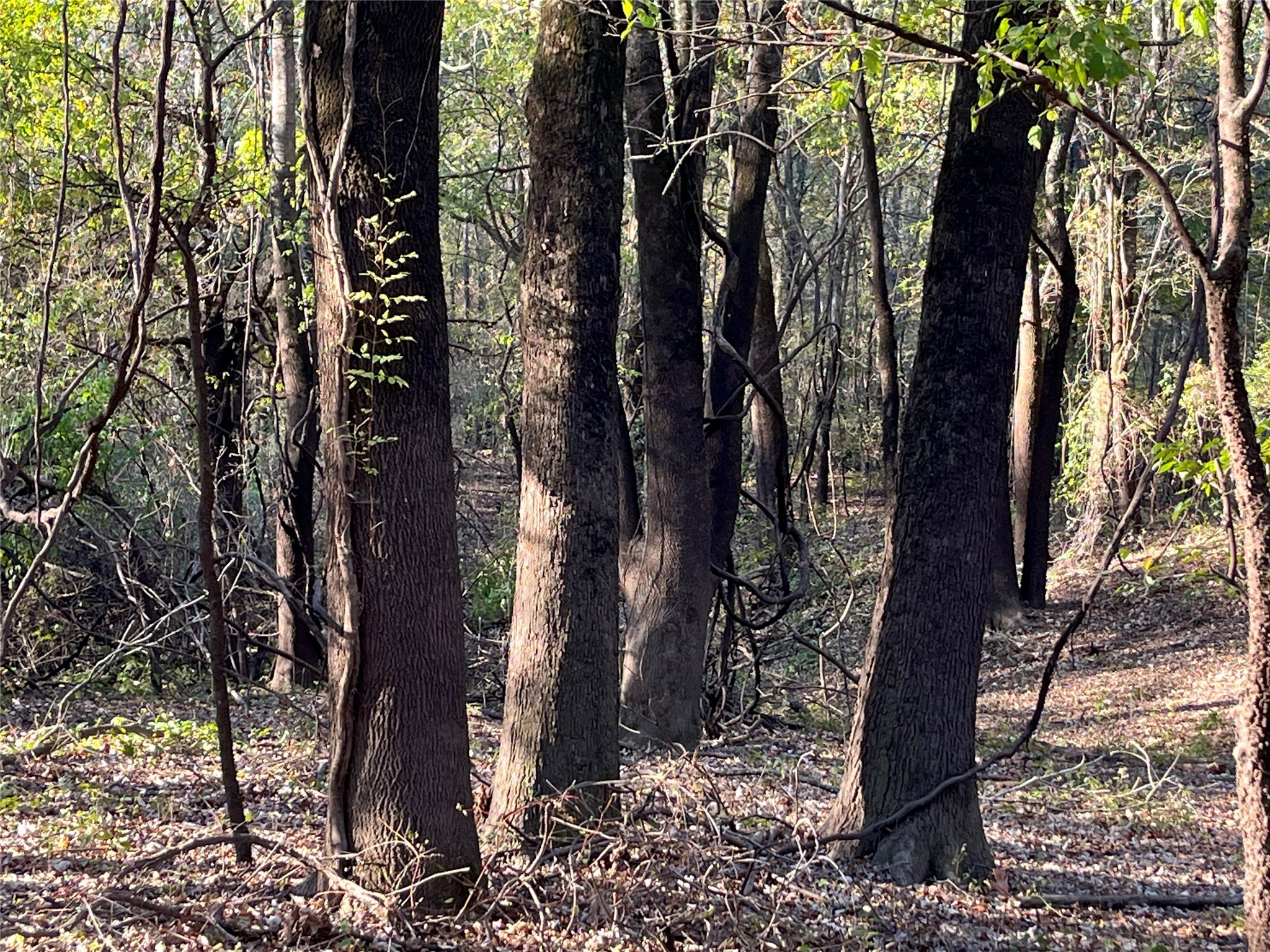 Tbd Tbd Sh-155 Winona, TX 75792 - Photo 9 of 42 a view of a trees in a yard
