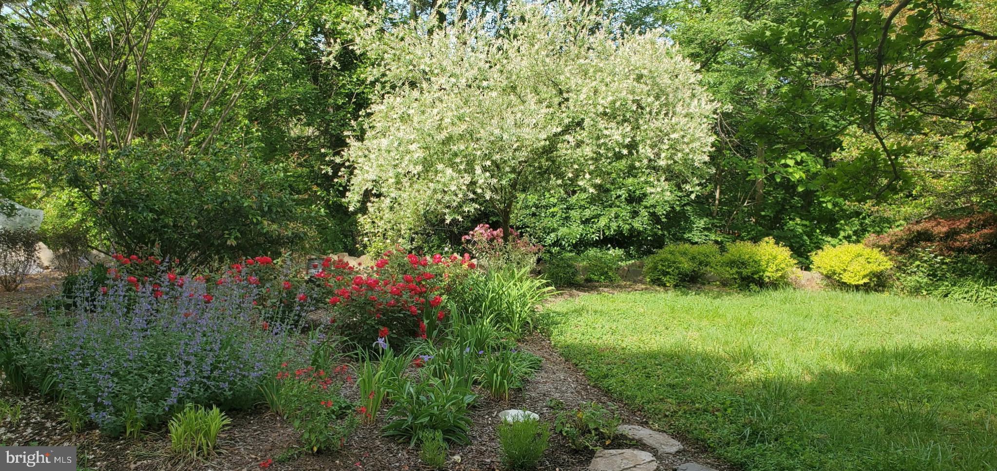 4310 Biddison Lane Baltimore, MD 21206 - Photo 11 of 55 Dozens of specimen trees