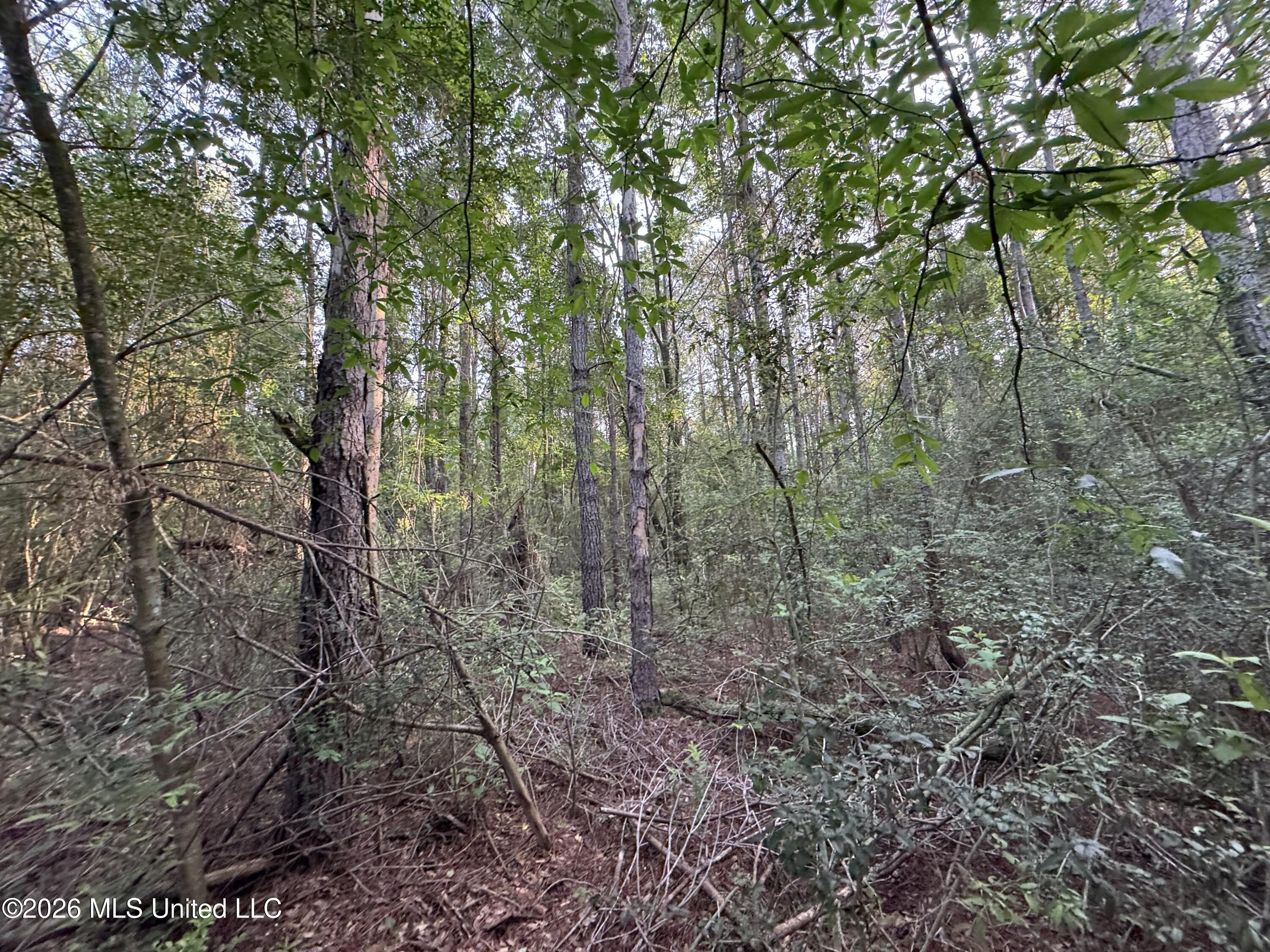2 North River Rd Summit Summit, MS 39666 - Photo 2 of 11 IMG_0358