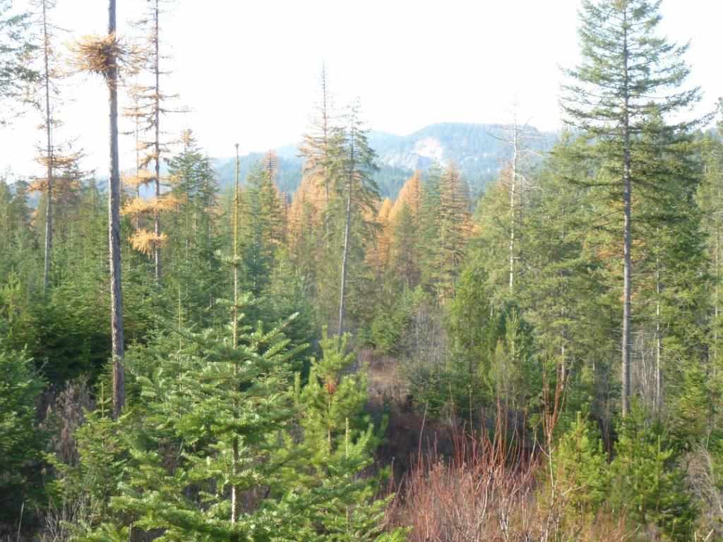 Xx Lot #2 B Xx Road Chewelah, WA 99109 - Photo 4 of 6 Gallery Image 4