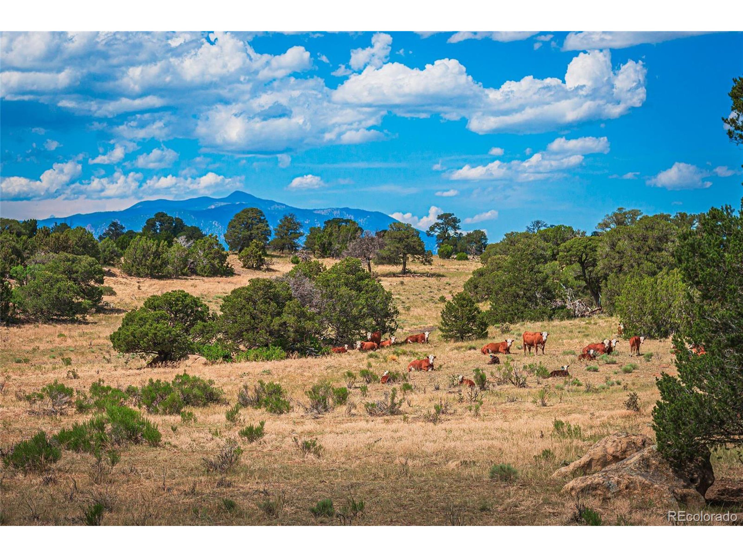 521 County Road Walsenburg, CO 81089 - Photo 4 of 29 a view of a yard with a tree