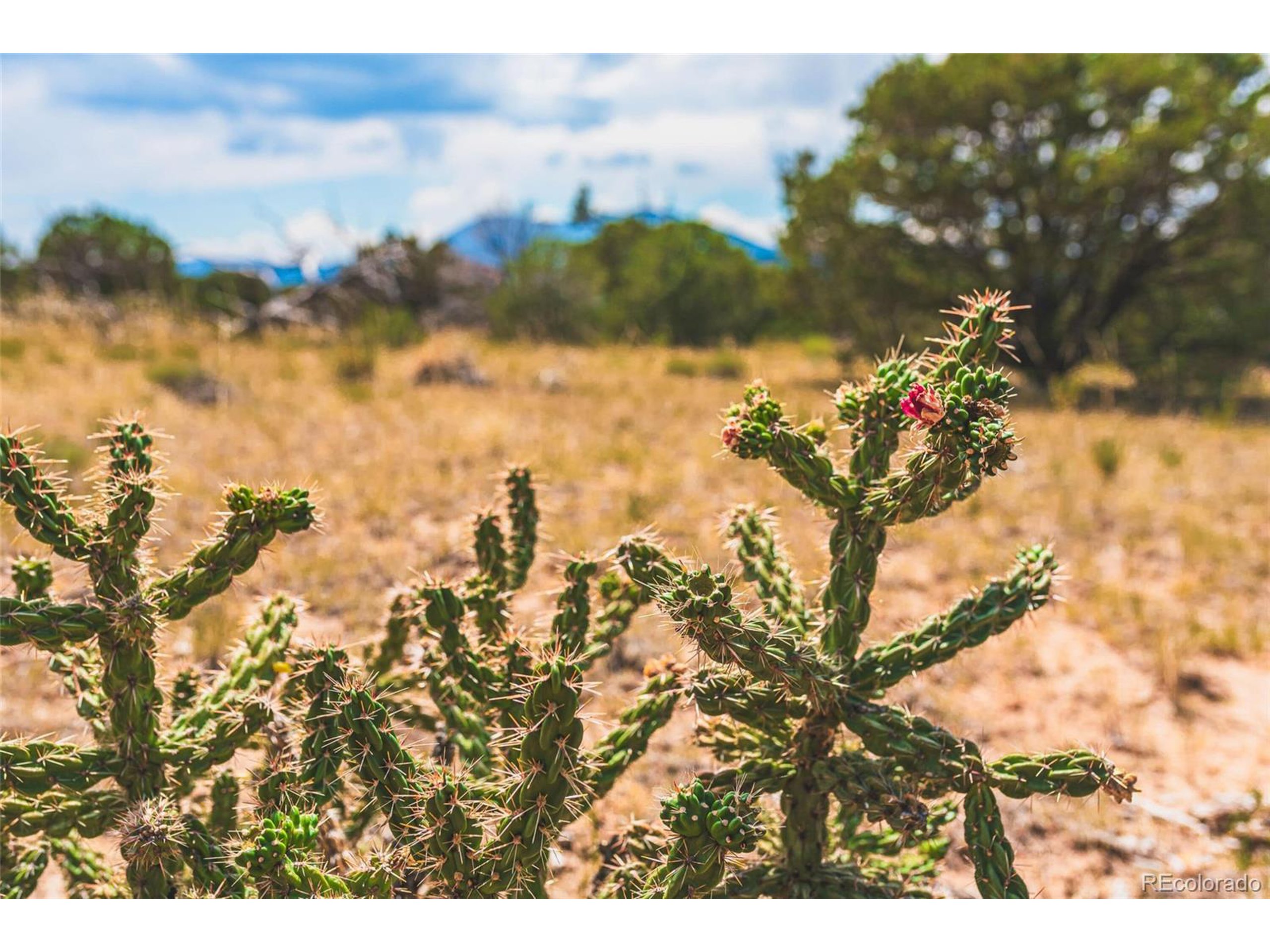 521 County Road Walsenburg, CO 81089 - Photo 8 of 29 a view of a tree with a yard