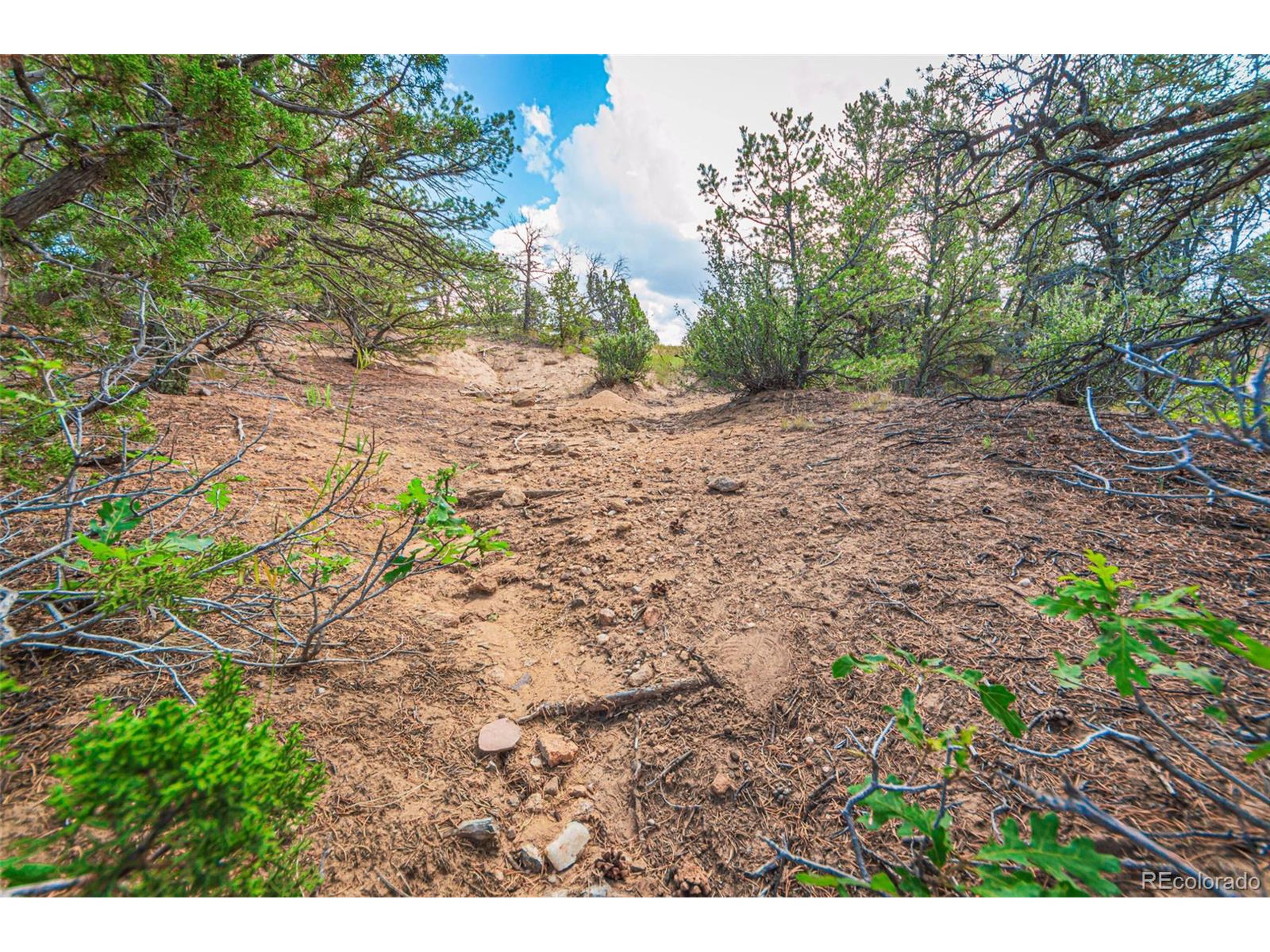 521 County Road Walsenburg, CO 81089 - Photo 9 of 29 a view of a yard with a tree