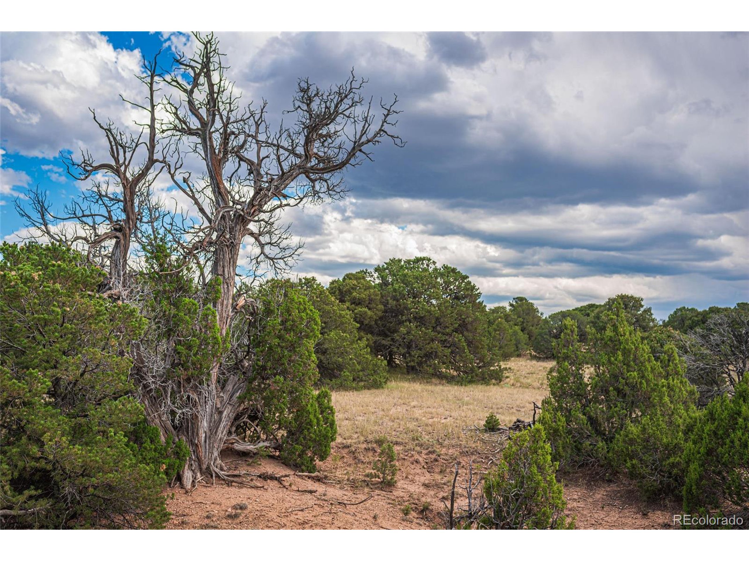 521 County Road Walsenburg, CO 81089 - Photo 10 of 29 a view of a yard with an trees