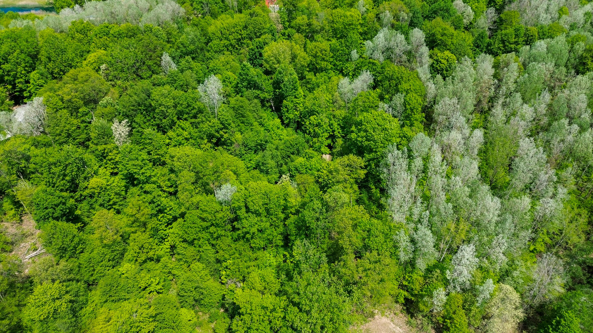 4196 West 4 Mile Road White Cloud, MI 49349 - Photo 58 of 65 DJI_0890