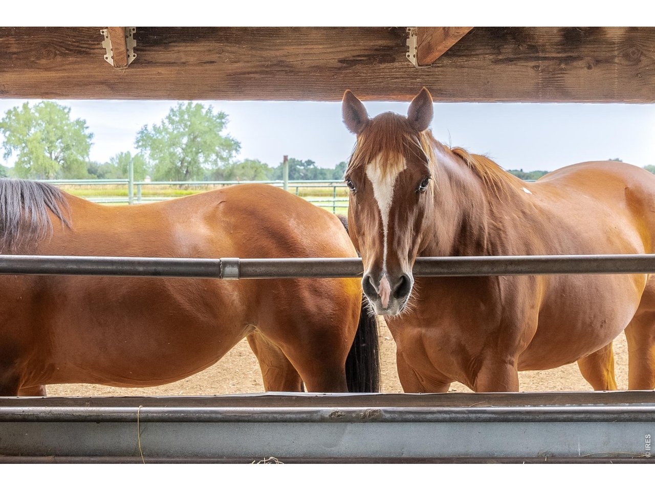 6789 Niwot Road Longmont, CO 80503 - Photo 28 of 28 Horses welcome!