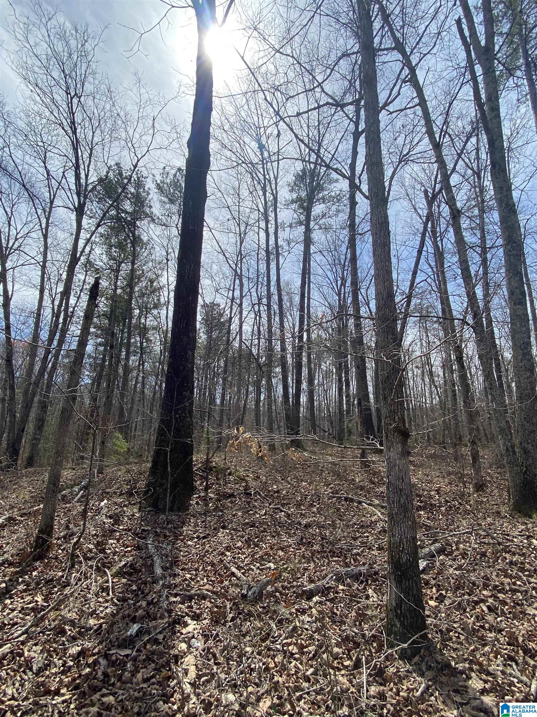 Lot 37 Stoney Point Road South, Unit 37 Double Springs, AL 35553 - Photo 9 of 33