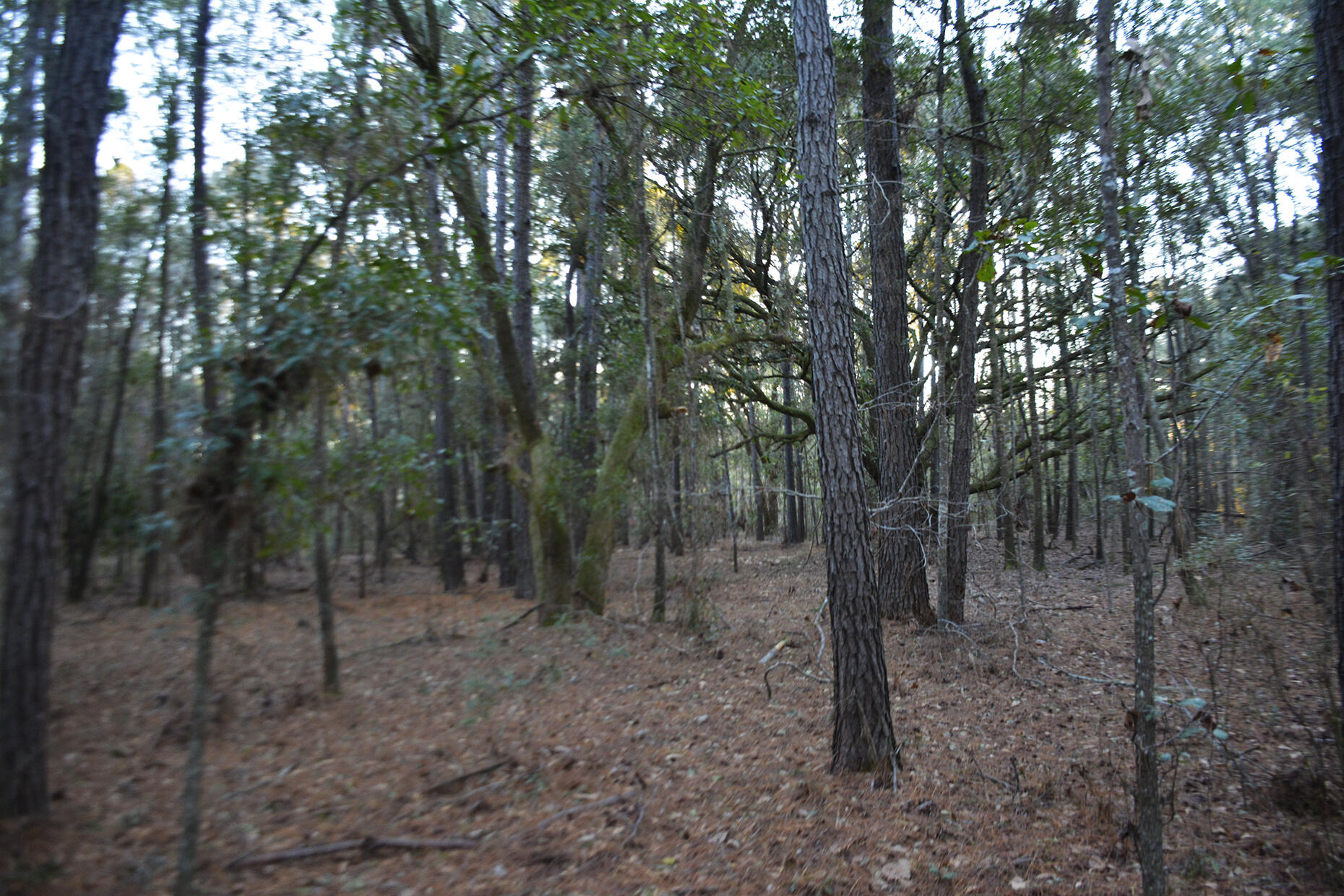 2 Red House Road Edisto Island, SC 29438 - Photo 12 of 16 _DSC7875
