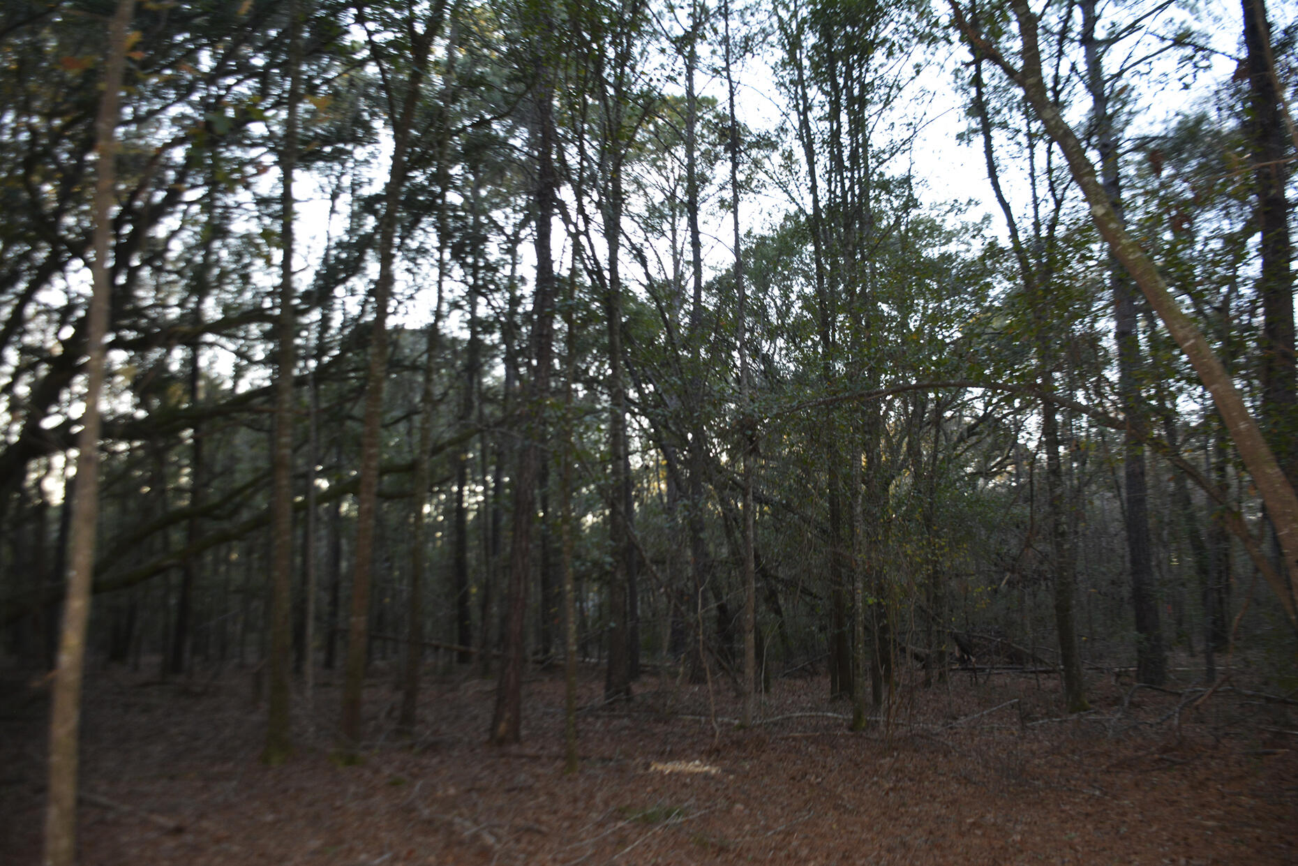 2 Red House Road Edisto Island, SC 29438 - Photo 13 of 16 _DSC7877