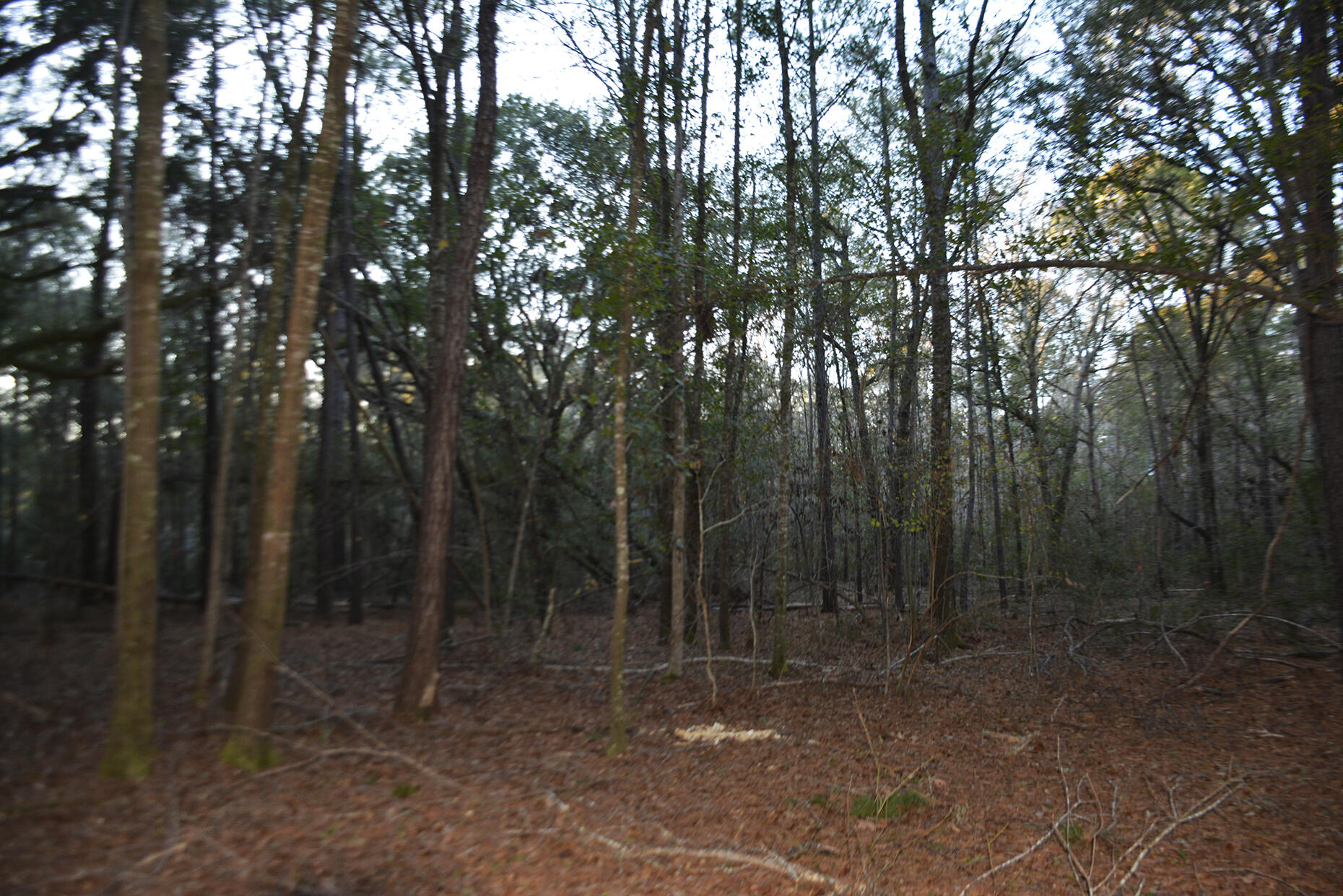 2 Red House Road Edisto Island, SC 29438 - Photo 14 of 16 _DSC7878