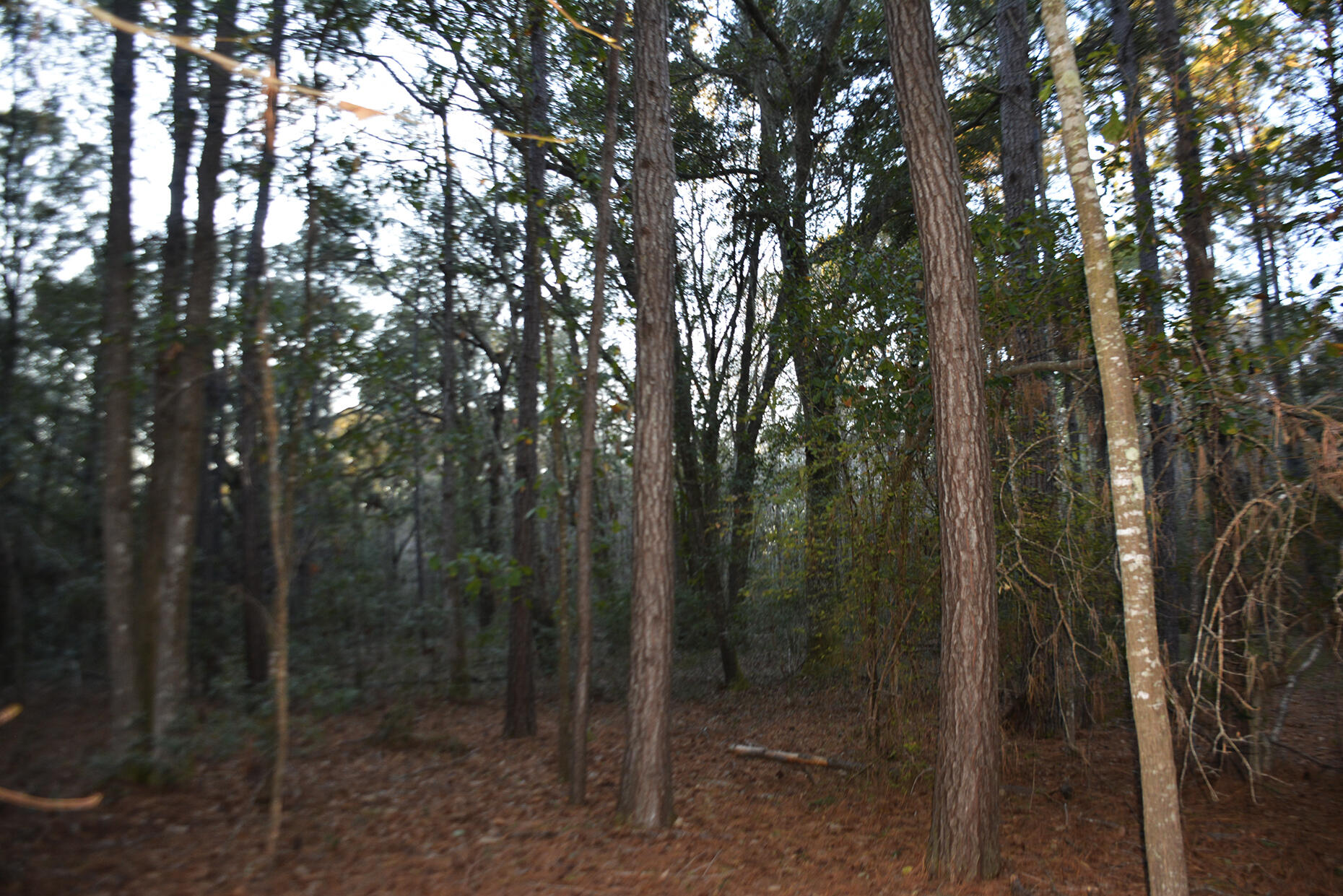 2 Red House Road Edisto Island, SC 29438 - Photo 15 of 16 _DSC7879
