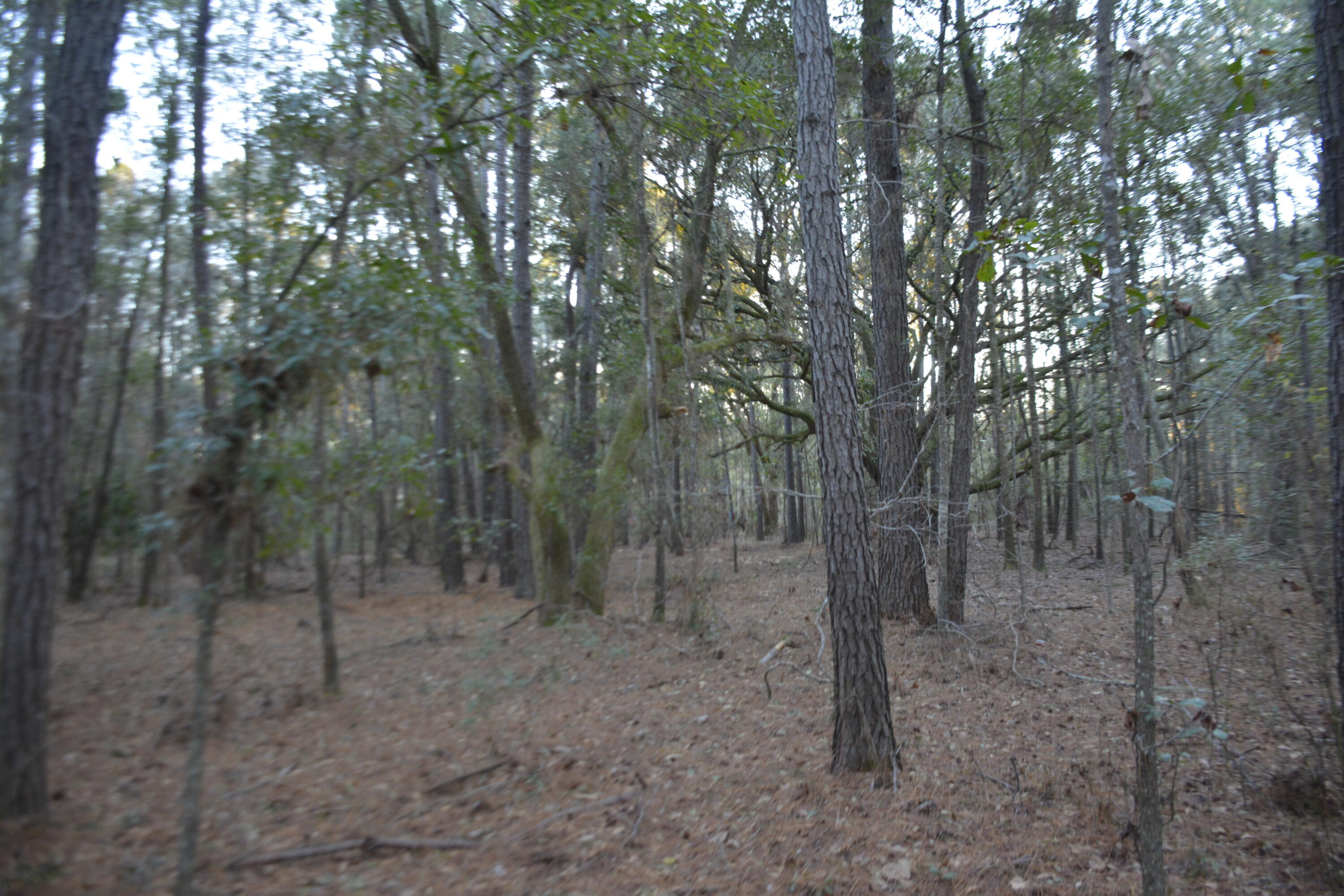 2 Red House Road Edisto Island, SC 29438 - Photo 8 of 16 _DSC7875