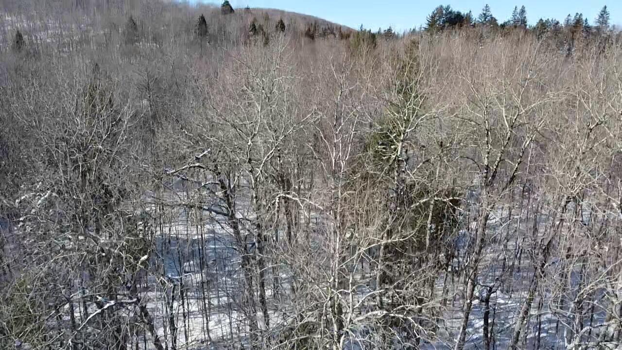 Lot 7 Curtis Farm Road Lincoln, ME 04457 - Photo 17 of 21
