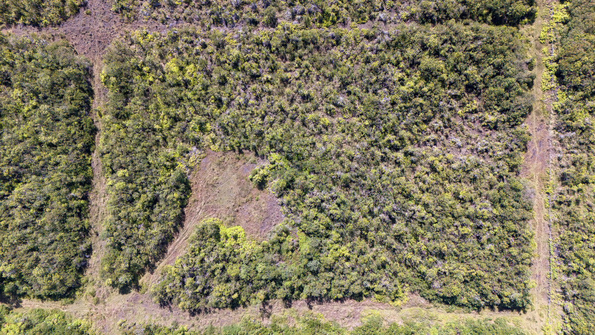 3 North Glenwood Road Mountain View, HI 96771 - Photo 2 of 7 a view of a yard with a plants