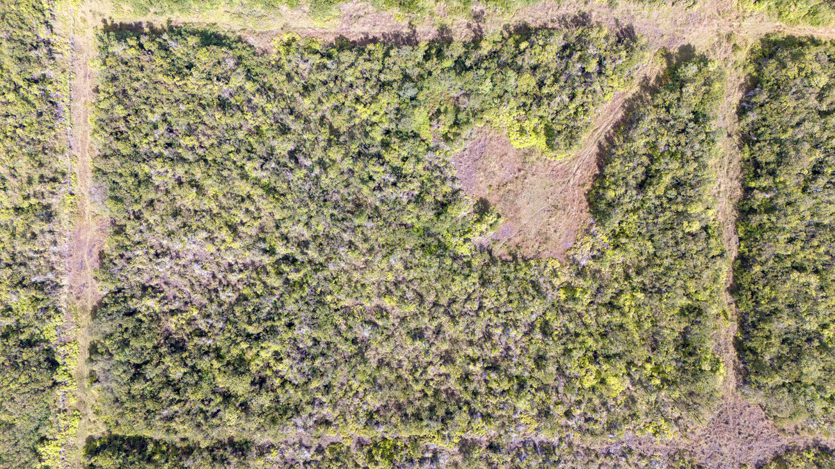 3 North Glenwood Road Mountain View, HI 96771 - Photo 4 of 7 a close up of a plant