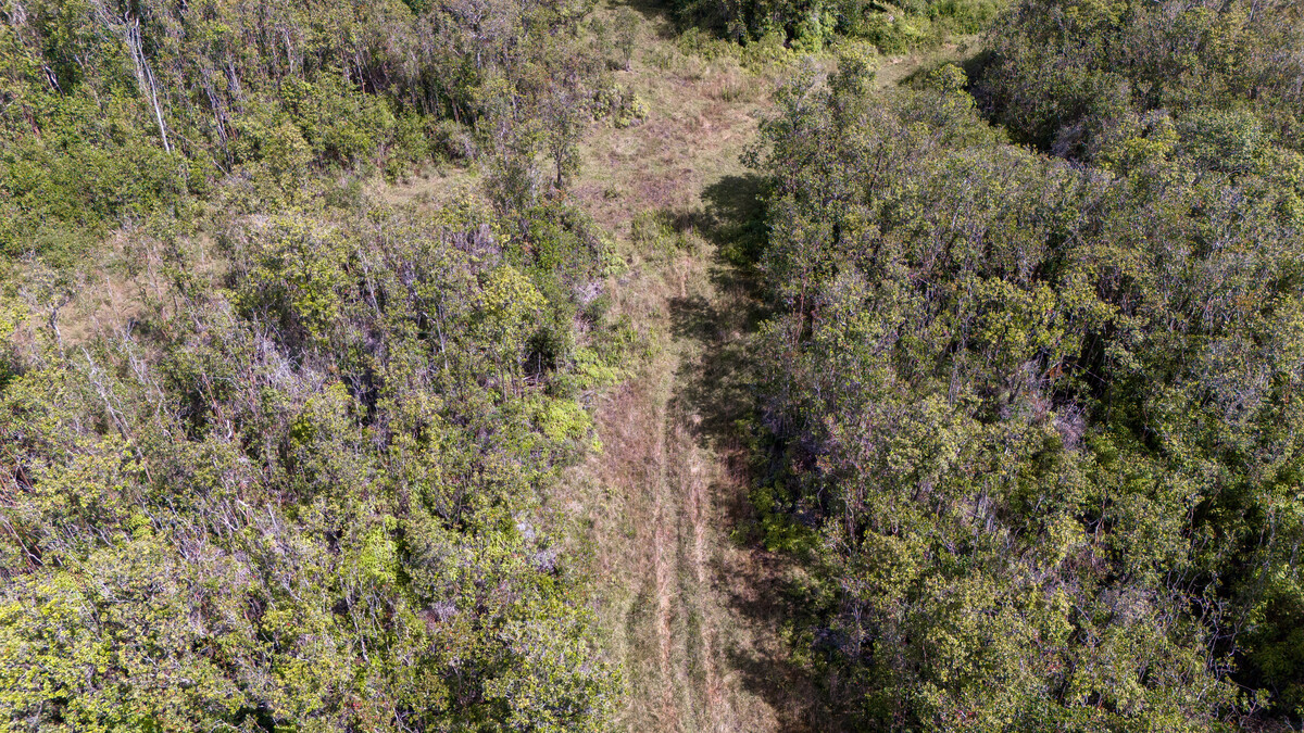 3 North Glenwood Road Mountain View, HI 96771 - Photo 5 of 7 a view of a forest with a tree