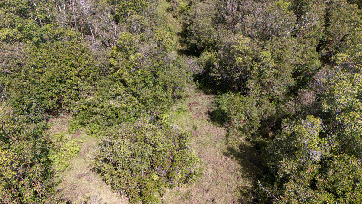 3 North Glenwood Road Mountain View, HI 96771 - Photo 6 of 7 a view of a forest with a tree