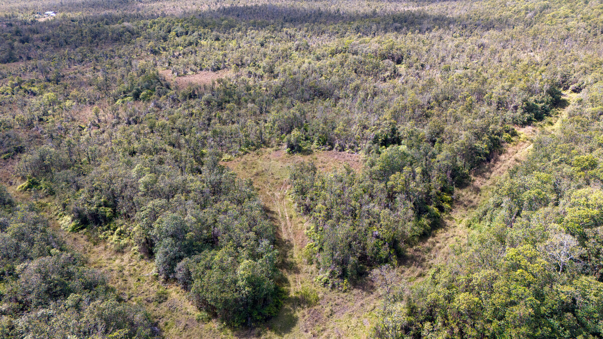 3 North Glenwood Road Mountain View, HI 96771 - Photo 7 of 7 a view of a forest with a dry yard