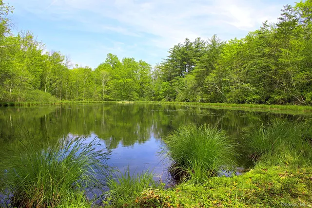 a view of a yard with plants and large trees