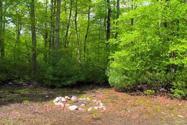 a view of a yard with plants