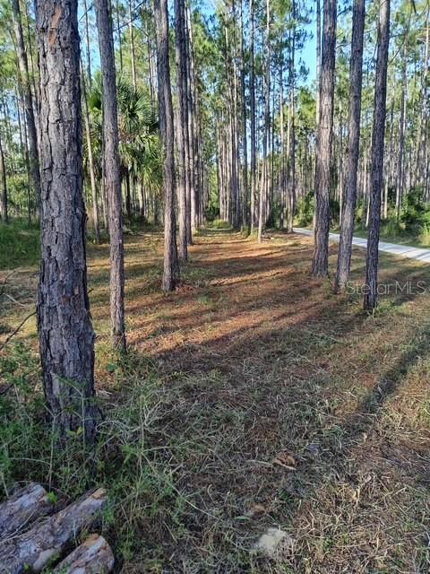 540 Southwest 326th Avenue Steinhatchee, FL 32359 - Photo 3 of 14