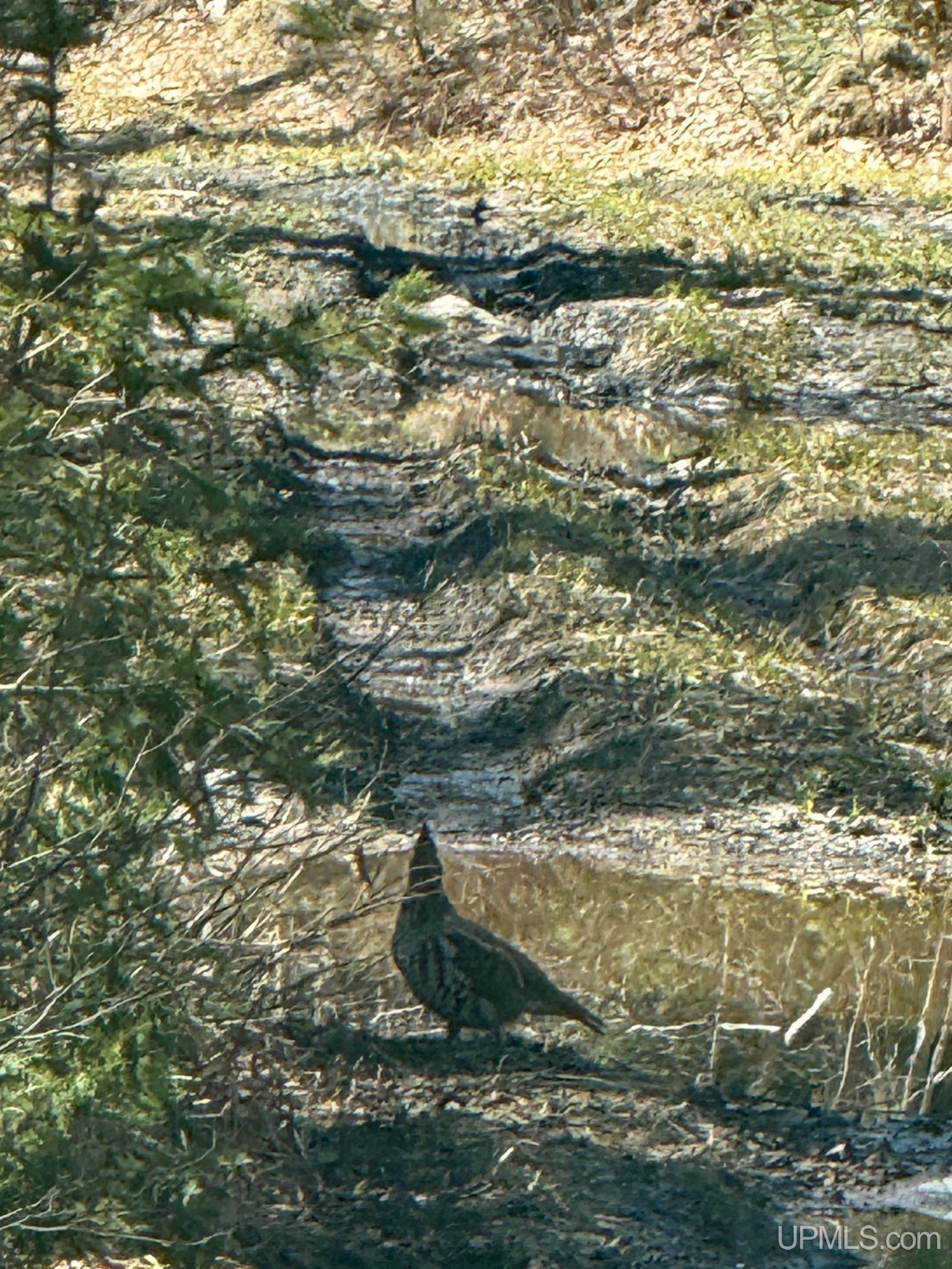 Tbd Off King Lake Road Michigamme, MI 49861 - Photo 44 of 45 Gallery Image 44