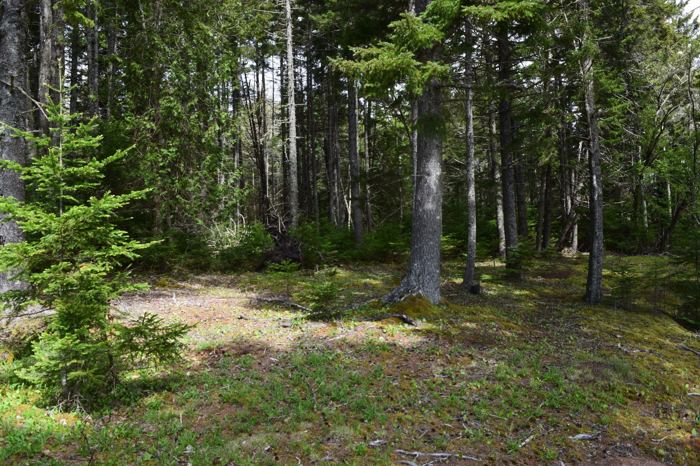 0 Gouldsboro Point Road Gouldsboro, ME 04607 - Photo 14 of 22 pic14