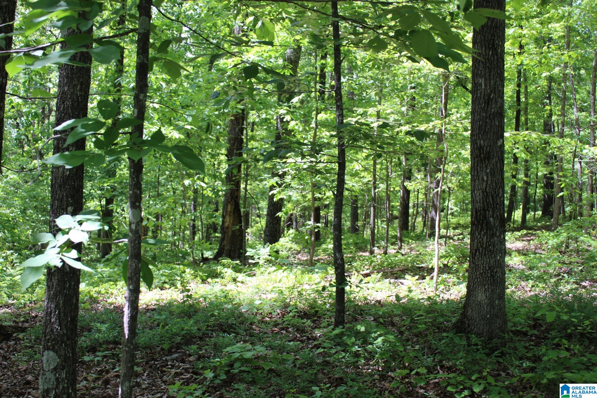 270 Duke School Road Wellington, AL 36279 - Photo 72 of 80