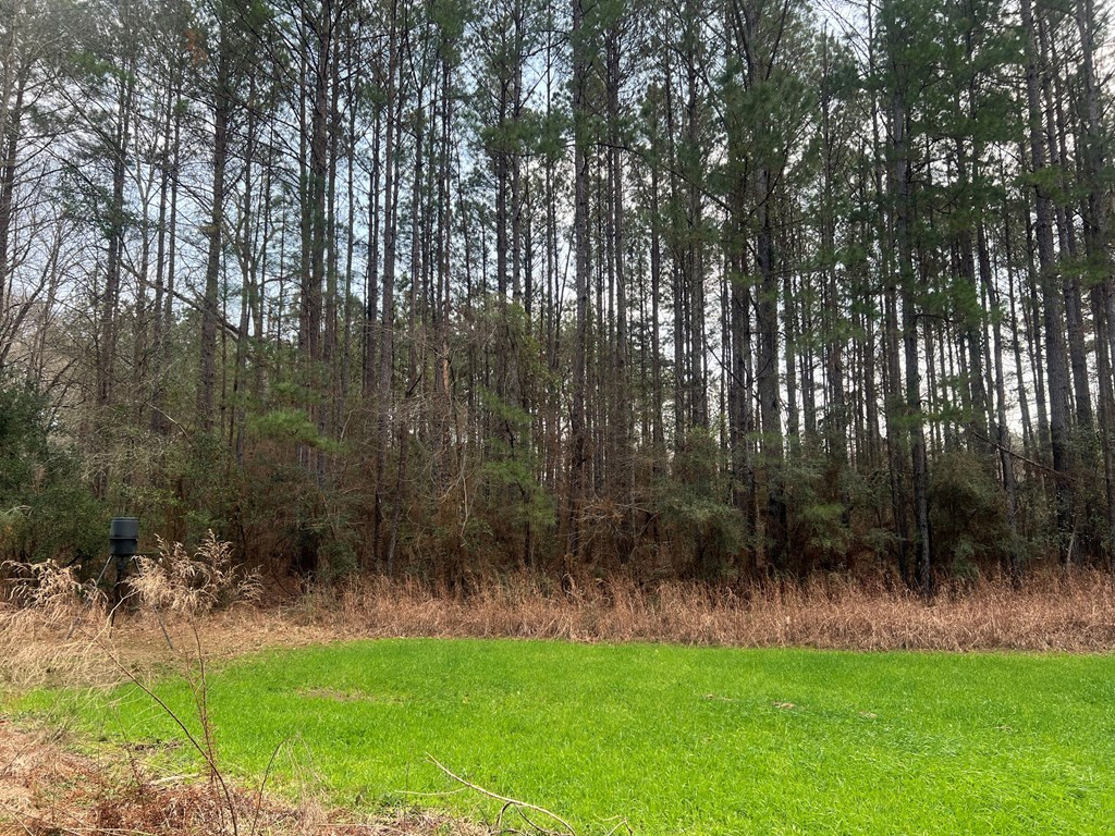 Tbd Blalock Road Gloster, MS 39638 - Photo 11 of 21 Photo 11