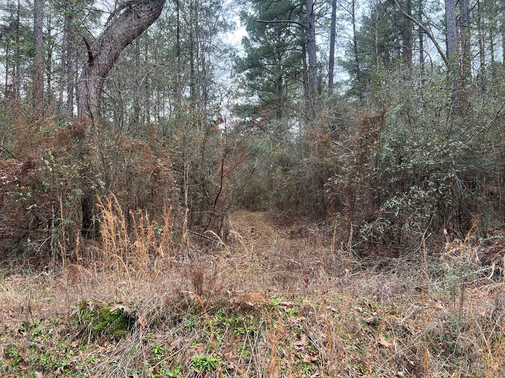 Tbd Blalock Road Gloster, MS 39638 - Photo 13 of 21 Photo 13