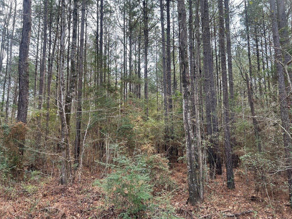 Tbd Blalock Road Gloster, MS 39638 - Photo 14 of 21 Photo 14