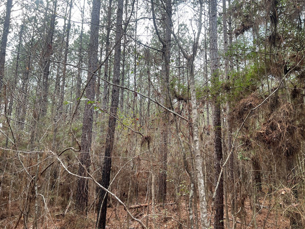 Tbd Blalock Road Gloster, MS 39638 - Photo 15 of 21 Photo 15
