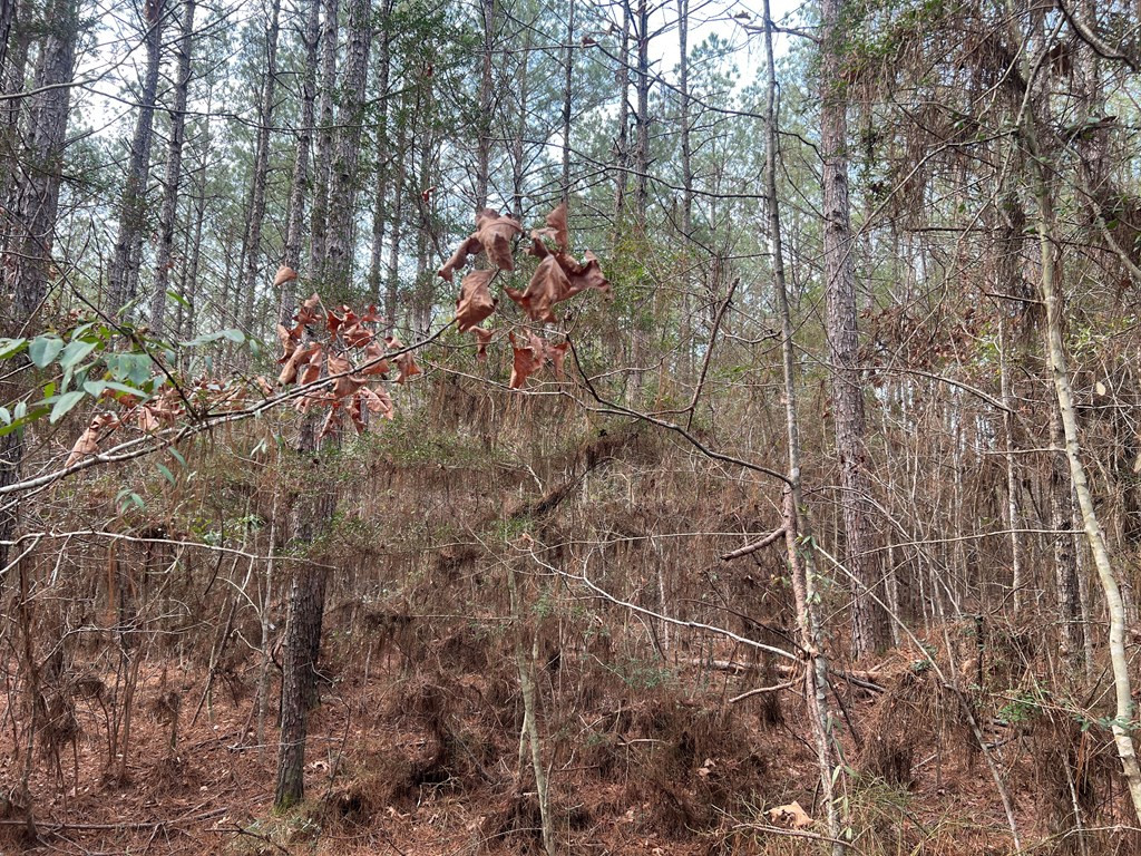 Tbd Blalock Road Gloster, MS 39638 - Photo 16 of 21 Photo 16