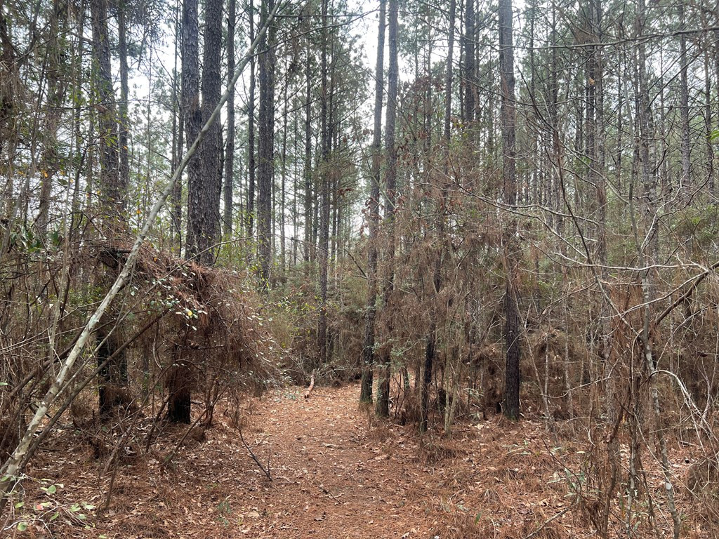 Tbd Blalock Road Gloster, MS 39638 - Photo 4 of 21 Photo 4