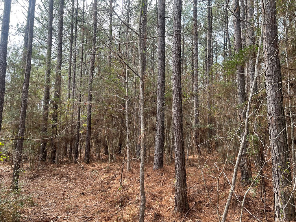 Tbd Blalock Road Gloster, MS 39638 - Photo 5 of 21 Photo 5