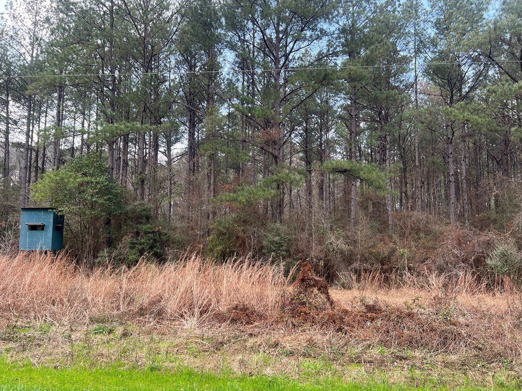Tbd Blalock Road Gloster, MS 39638 - Photo 9 of 21 Photo 9