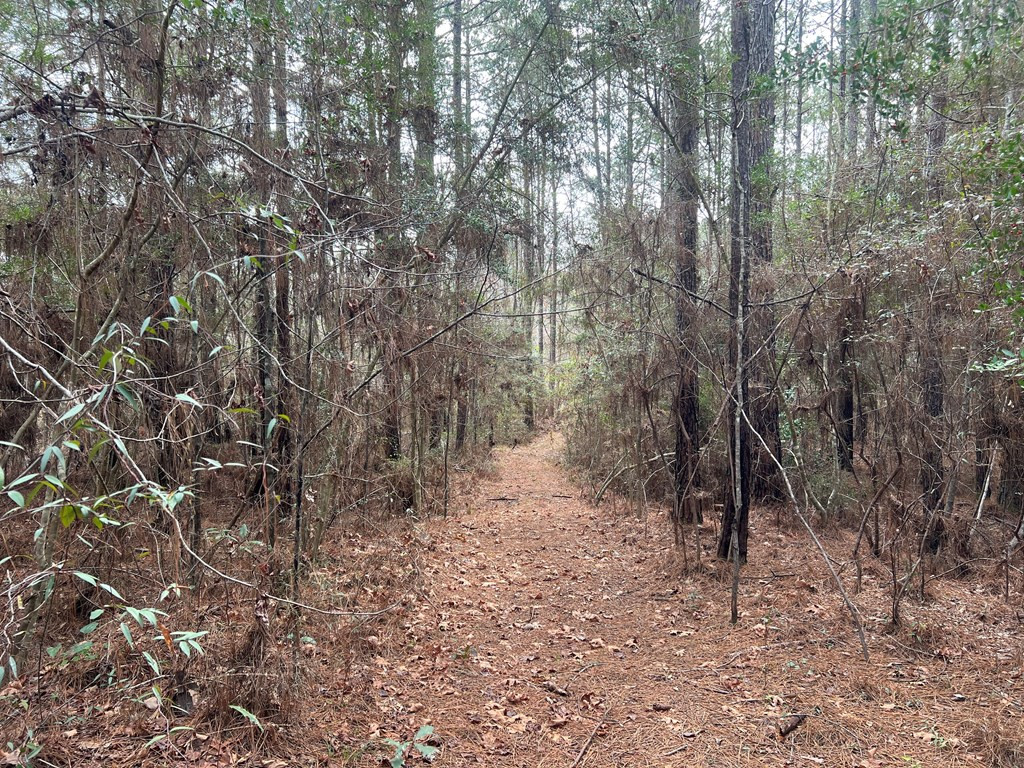 Tbd Blalock Road Gloster, MS 39638 - Photo 10 of 21 Photo 10