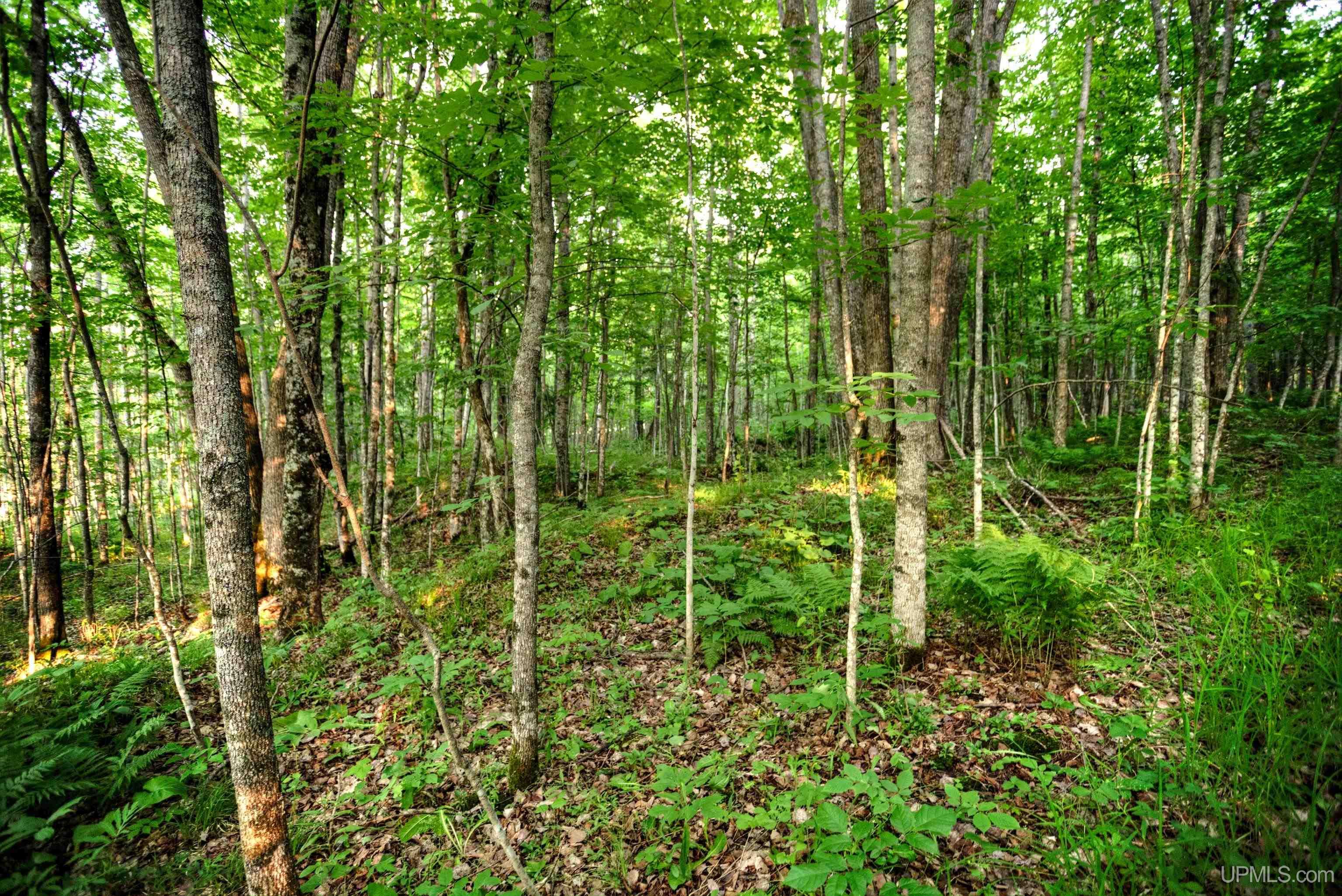 Tbd Lake Road Ironwood, MI 49938 - Photo 8 of 13 Gallery Image 8