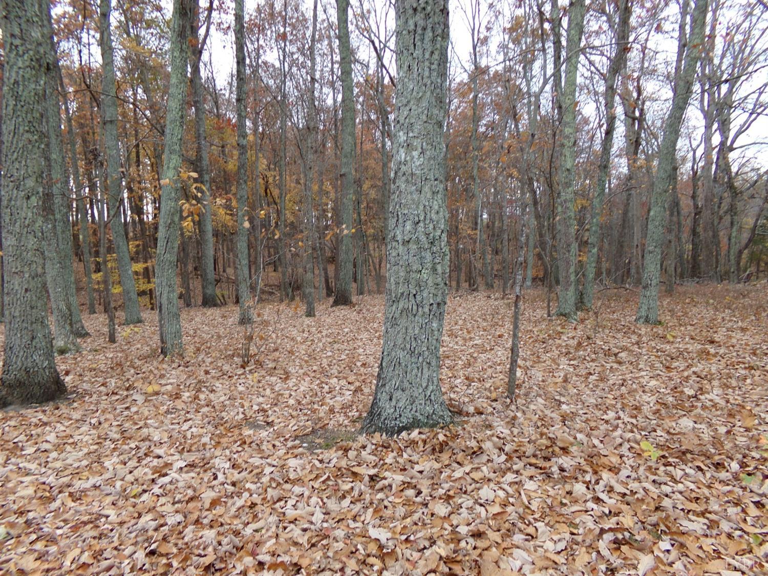 671 Countyline Road Keysville, VA 23947 - Photo 36 of 38 a view of a forest filled with trees