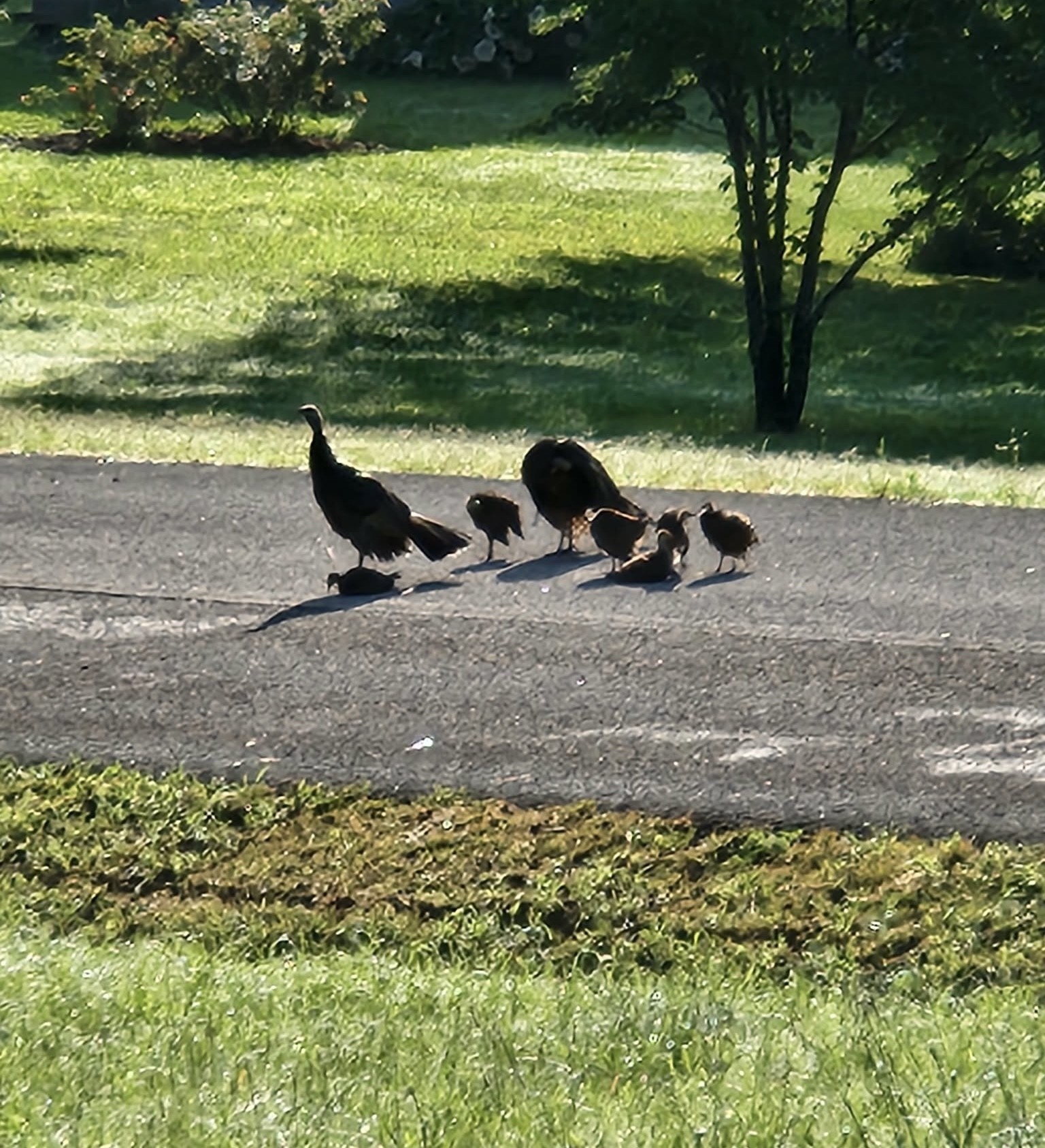 7125 Ivey Road Fairview, TN 37062 - Photo 96 of 98