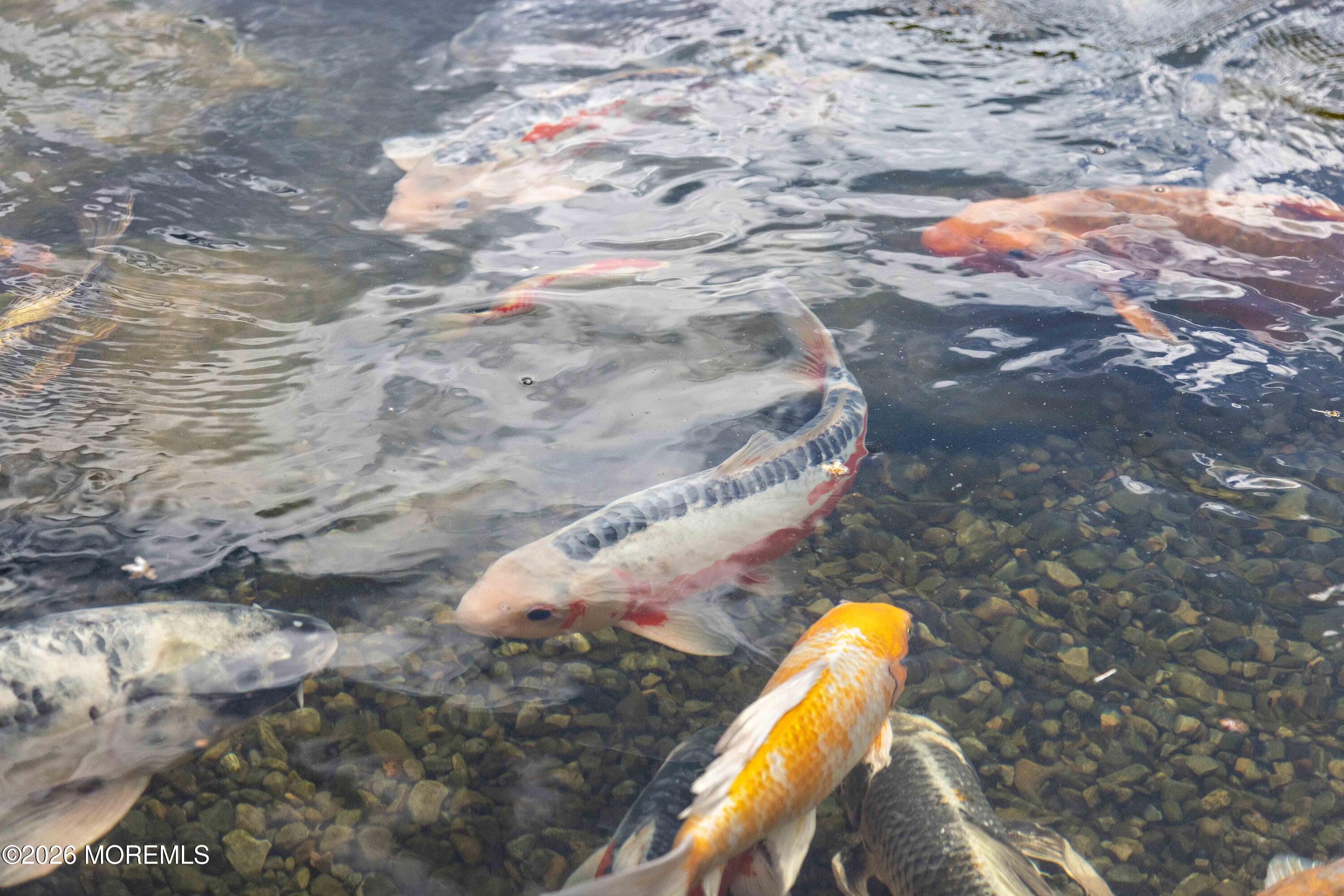 209 Heyers Mill Road Colts Neck, NJ 07722 - Photo 138 of 196 BREEDING KOI