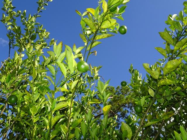 14220 Biddex Road Loxahatchee Groves, FL 33470 - Photo 42 of 53 40