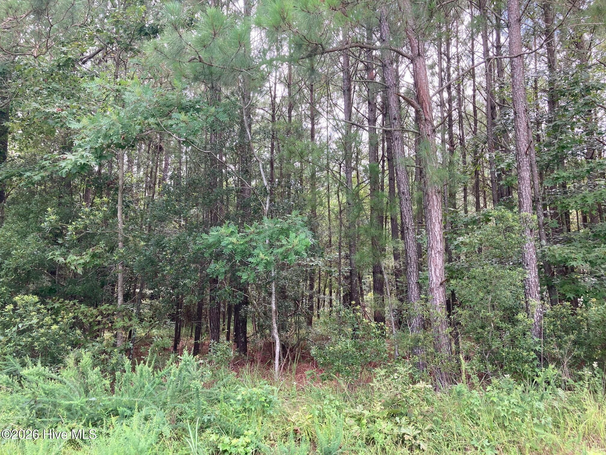 Lot # 33 Pine Crest Road Bath, NC 27808 - Photo 6 of 7 Gallery Image 6